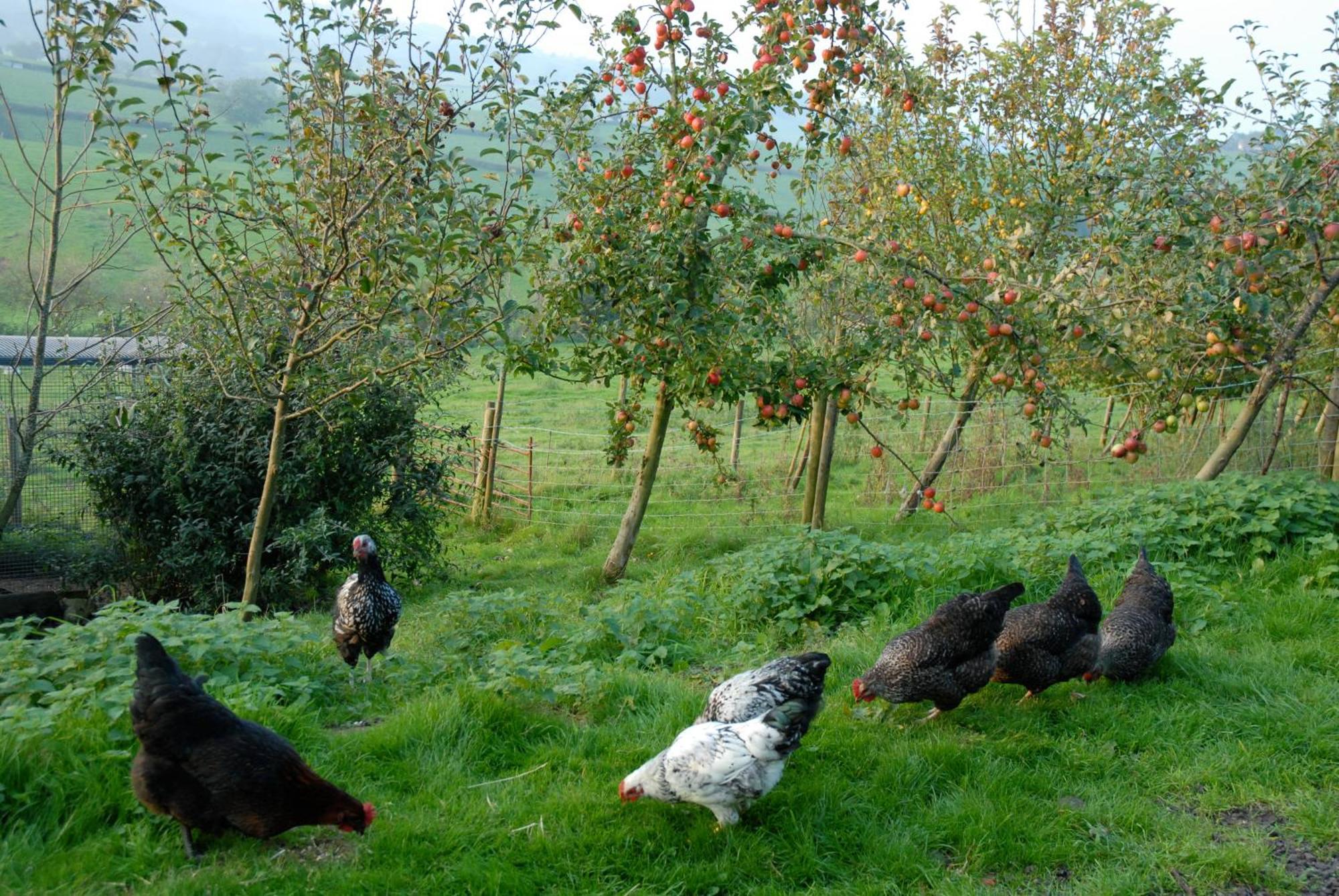 T'S At Lower Rudloe Farm Pensionat Corsham Exteriör bild